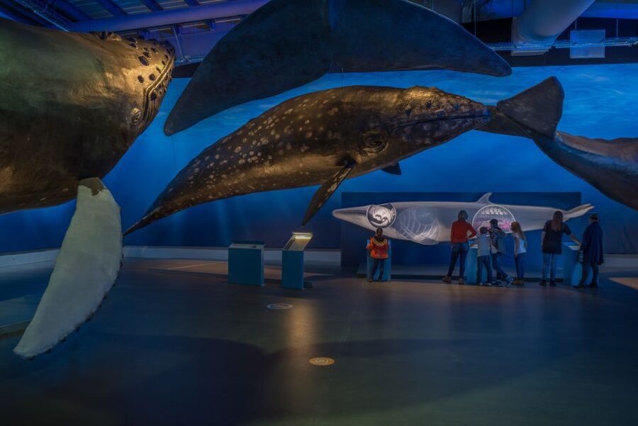 Reykjavik: Whales of Iceland Museum Entrance Ticket - Food, drinks, and the on-site Whale Cafe