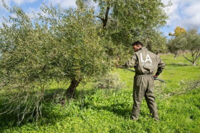 Ronda: LA Almazara LA Organic, Olive Oil Museum and Tasting - Museum + mill tour: from olives to pressing