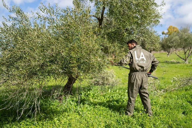 Ronda: LA Almazara LA Organic, Olive Oil Museum and Tasting - Museum + mill tour: from olives to pressing