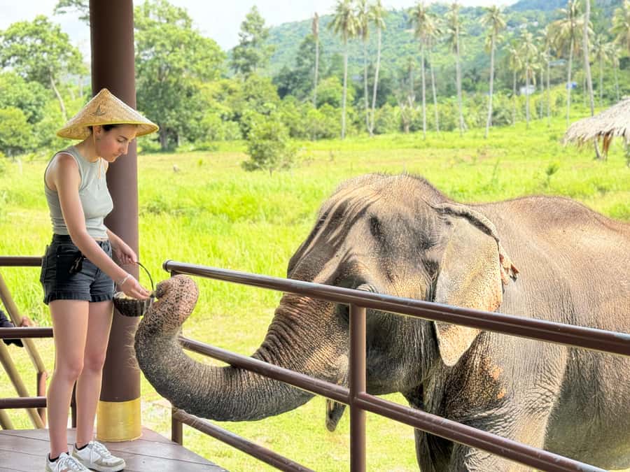Samui:Elephant Jungle experience & The First Elephant Museum - Key things to know before you go