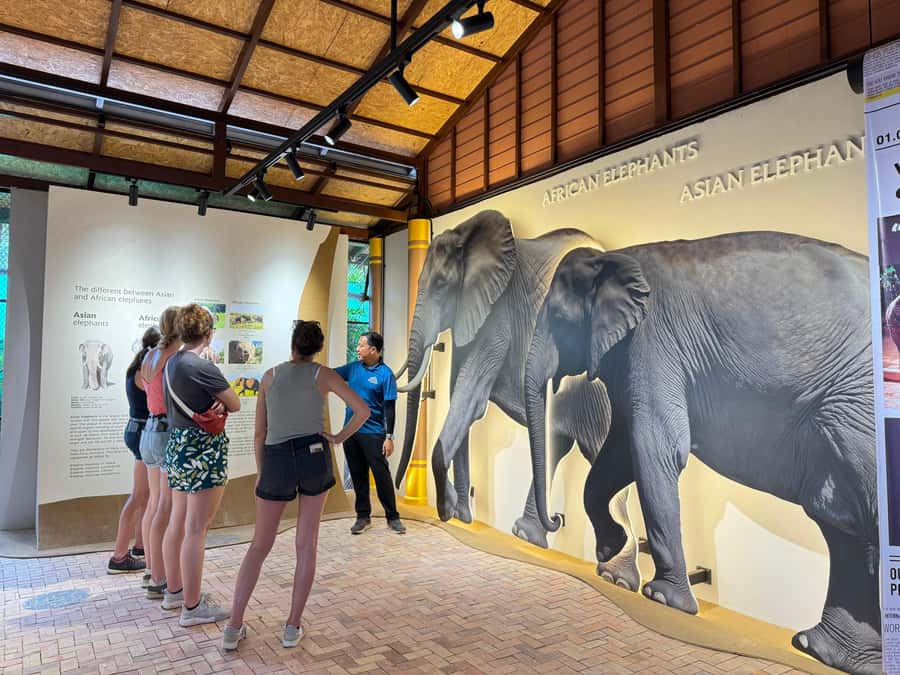 Samui:Elephant Jungle experience & The First Elephant Museum - Samui Elephant Home: what makes this experience feel different