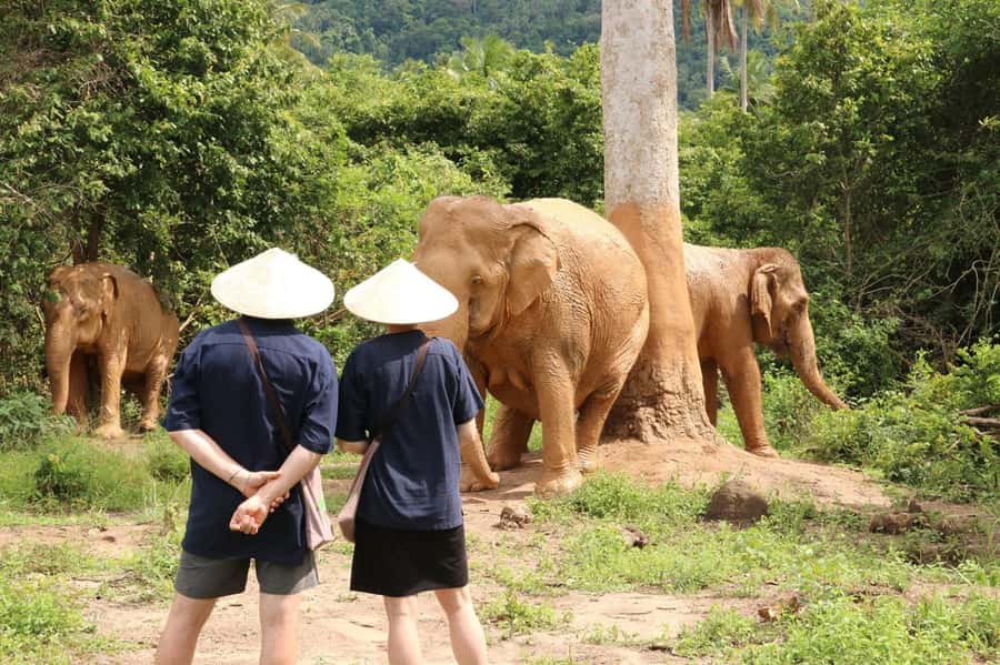 Samui:Elephant Jungle experience & The First Elephant Museum - Getting started: hotel pickup and how the 3 hours flow