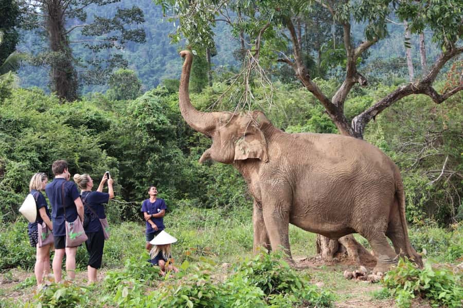 Samui:Elephant Jungle experience & The First Elephant Museum - Entering Samui’s first Elephant Museum: Thai elephant heritage + modern care