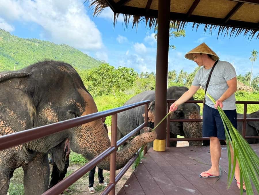 Samui:Elephant Jungle experience & The First Elephant Museum - The jungle walk: watching rescued elephants roam freely