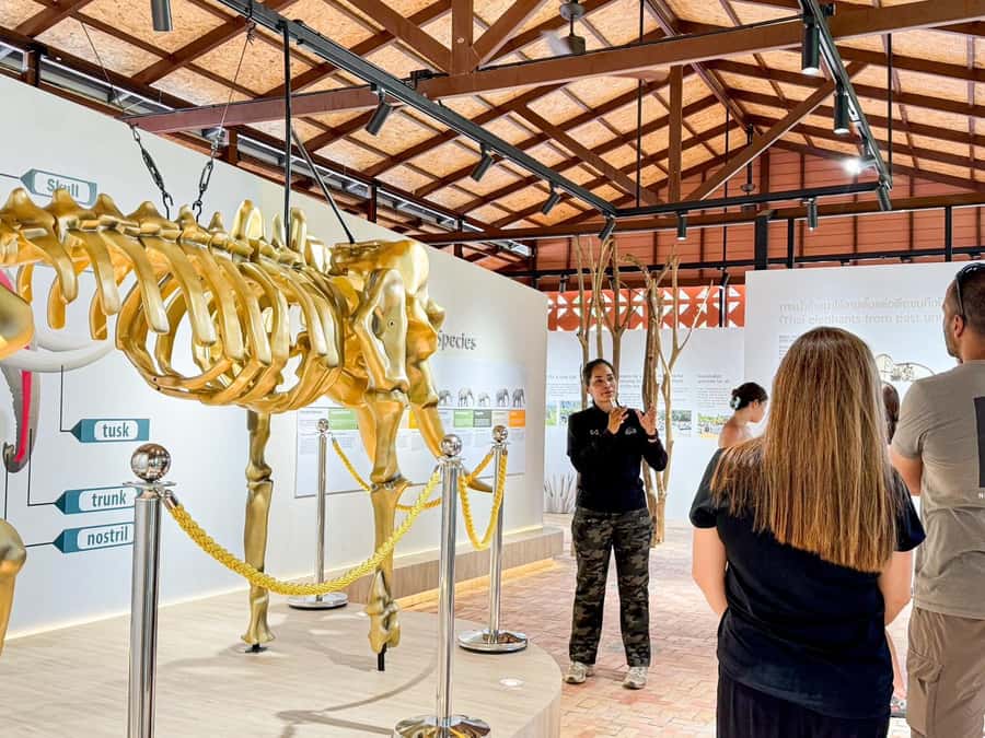 Samui:Elephant Jungle experience & The First Elephant Museum - After the walk: how elephants cool down naturally