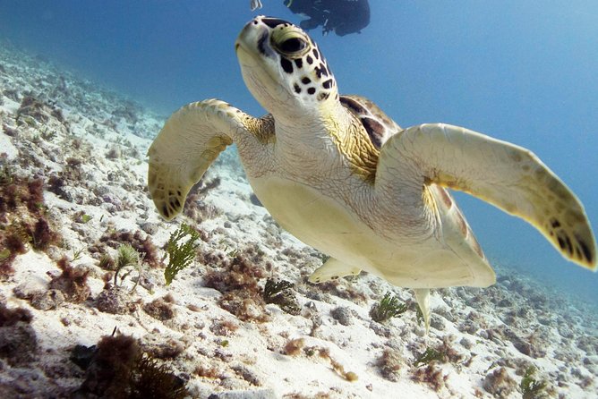 Scuba diving at MUSA the underwater museum for certified divers - Two-tank scuba off Isla Mujeres: what the day is really about