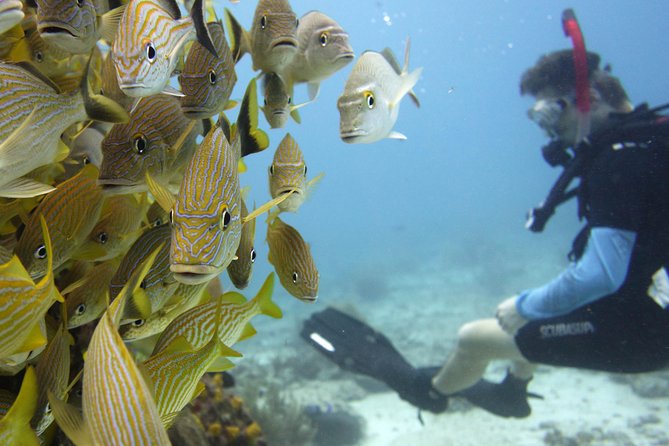 Scuba diving at MUSA the underwater museum for certified divers - Equipment is included—still, think about what you bring