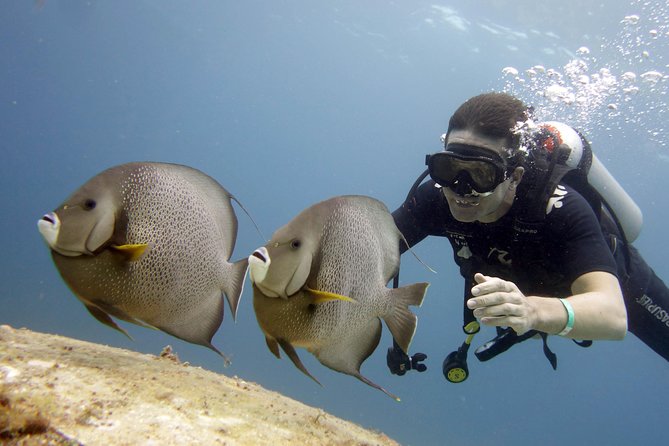 Scuba diving at MUSA the underwater museum for certified divers - What you’ll see, realistically: wildlife plus statue scenery