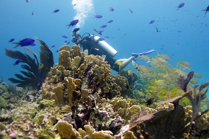 Scuba diving at MUSA the underwater museum for certified divers - MUSA underwater museum: why the statues feel different than photos