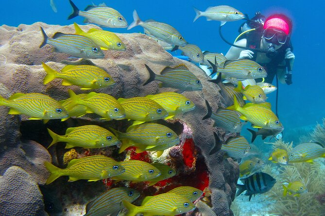 Scuba Diving Under Water Museum and Reef for beginners - Instructors, Safety, and the Small-Group Advantage