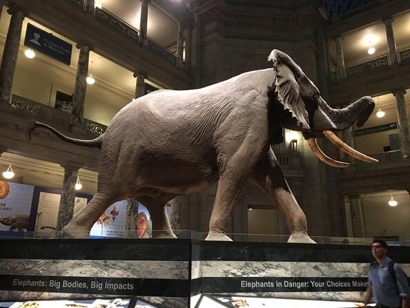 Smithsonian Museum of Natural History - Exclusive Guided Tour - Key highlights to look for