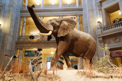 Smithsonian Museum of Natural History - Exclusive Guided Tour - Ancient Egypt mummies: facts with context, not just labels
