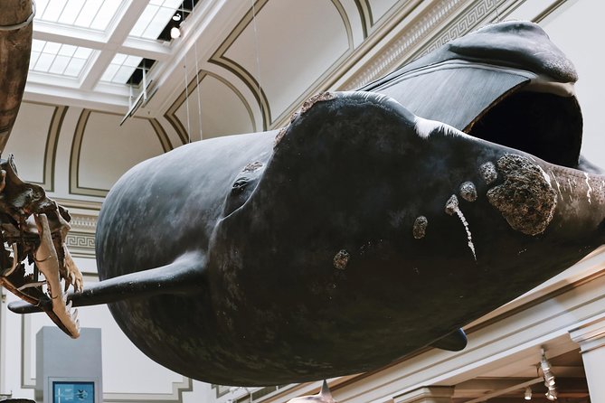 Smithsonian Museum of Natural History Small Group Tour: 8ppl Max - Should You Book It?