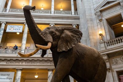 Smithsonian Museums Walking Tour with Reserved Air & Space Entry - Museum of Natural History: Hope Diamond and Last American Dinosaurs in 45 minutes