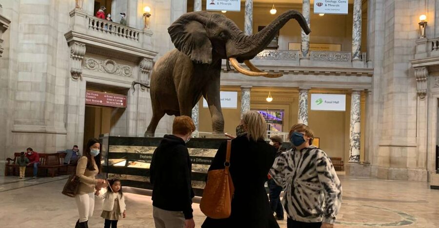 Smithsonian National Museum of Natural History Guided Tour - Dinosaur Bones, Human Artifacts, and Early Tools