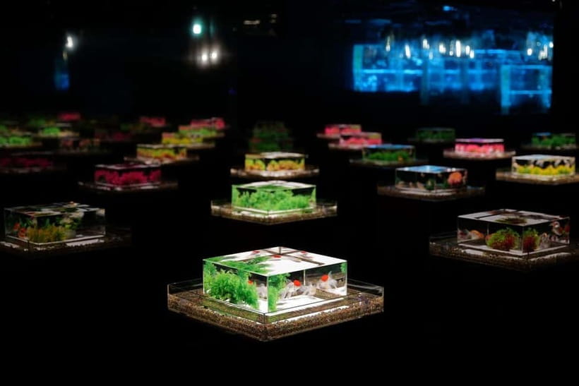 Tokyo: Art Aquarium Museum GINZA Entry Ticket - Key Things You Should Know Before You Go