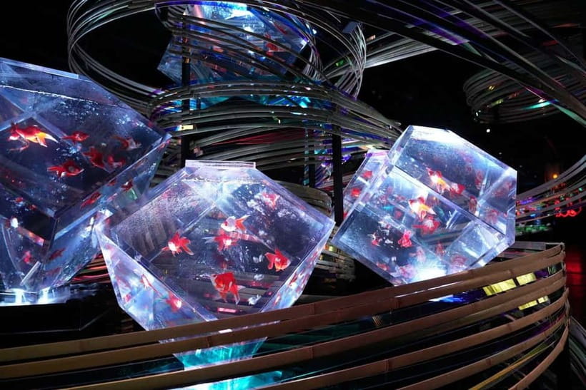 Tokyo: Art Aquarium Museum GINZA Entry Ticket - Sensory Goldfish Art in the Middle of Ginza