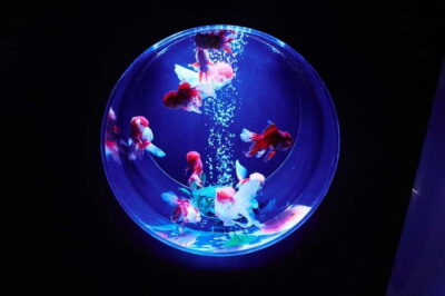 Tokyo: Art Aquarium Museum GINZA Entry Ticket - Finding Art Aquarium Museum GINZA at Ginza Mitsukoshi