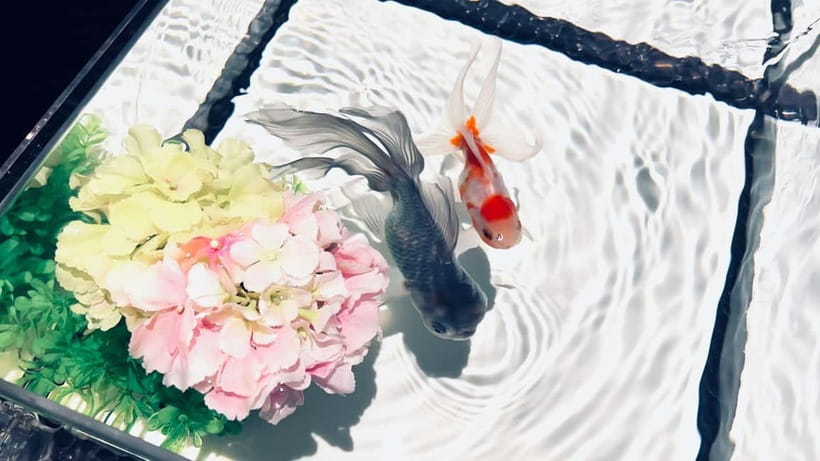 Tokyo: Art Aquarium Museum GINZA Entry Ticket - Photography in the Museum: How to Get Great Shots Without Problems
