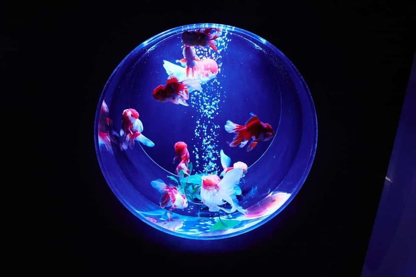 Tokyo: Art Aquarium Museum GINZA Entry Ticket - Finding Art Aquarium Museum GINZA at Ginza Mitsukoshi