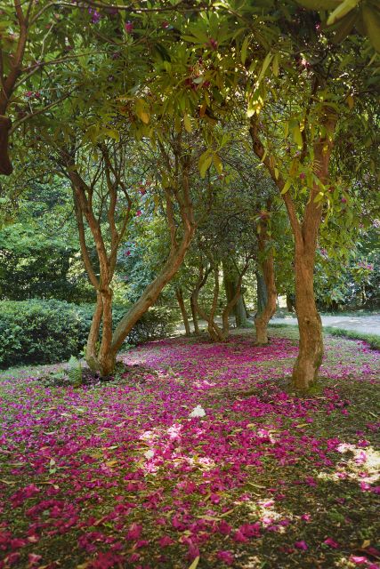 Tremezzina: Villa Carlotta Museum and Garden Entry Ticket - Is It Good Value at About $20?