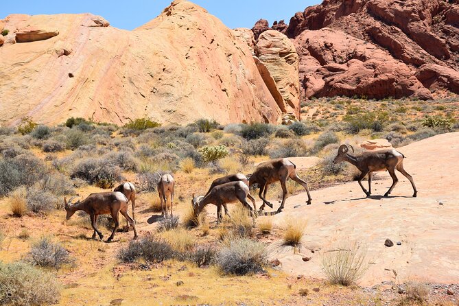 Valley of Fire and Lost City Museum Tour from Las Vegas - What you’ll want to bring (so the day feels easy)