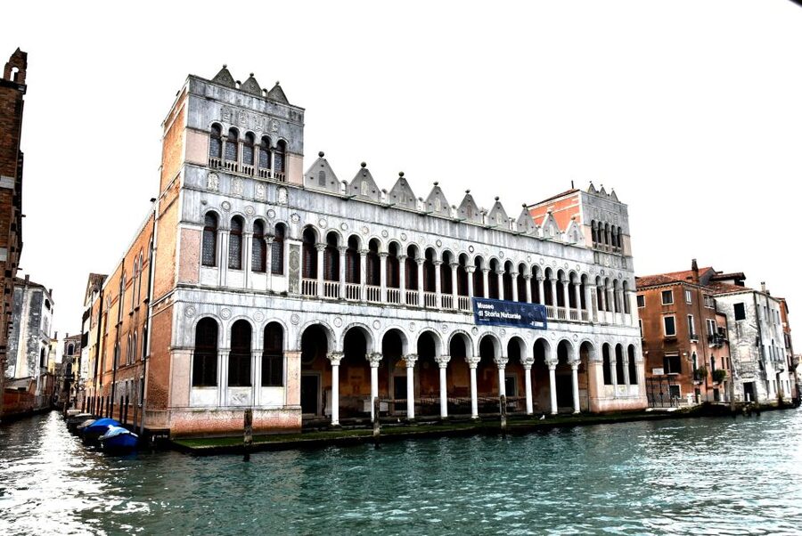 Venice: Natural History Museum Entry Ticket - Why this Natural History Museum feels different in Venice