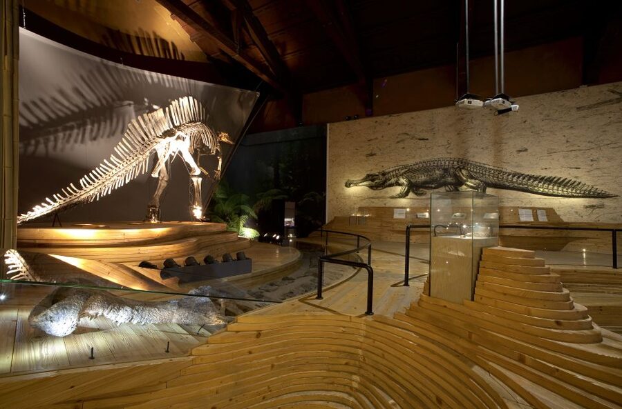 Venice: Natural History Museum Entry Ticket - First rooms and collections: where the museum wins on variety
