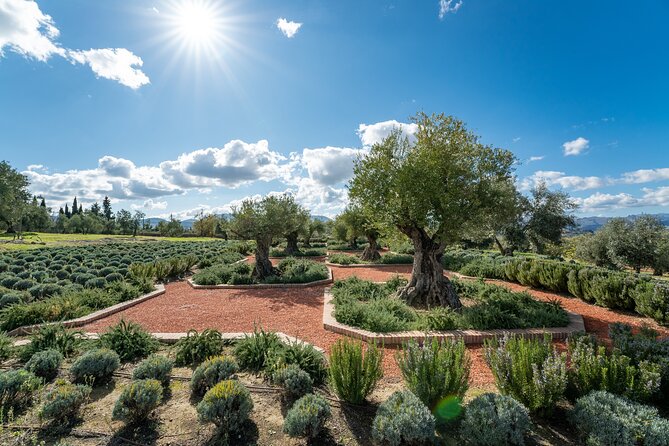 Visit Oil Mill Museum and Olive Oil Tasting in Ronda - Museum time and what to do after the tour