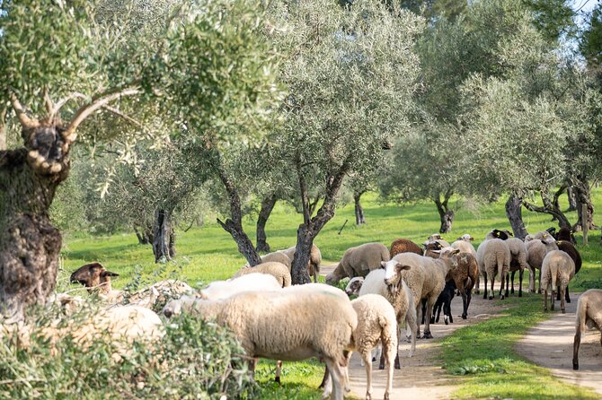 Visit Oil Mill Museum and Olive Oil Tasting in Ronda - Price and value: is $30.23 worth it?